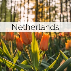 Information on getting married in the Netherlands